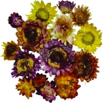 Přírodní produkt Prodejnabylin.cz Slaměnka (Helichrysum) barevná květ váha: 100g