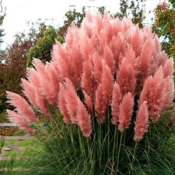 Sazenice Sazenice Pampová tráva Rose Pluim 2L