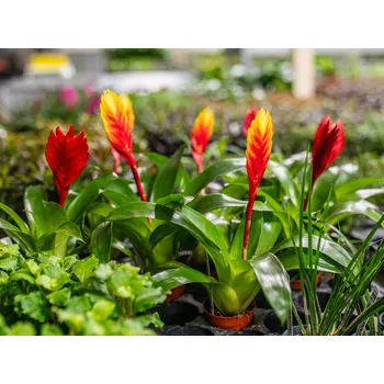 Dekorace do akvária Vriesea bromelia (Košíčková Ø 5,5 cm)