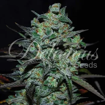Semeno Delicious Seeds - Northern Light Blue THC Free 1 ks