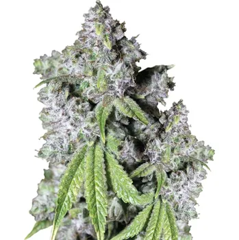 Semeno Growers Choice - Charlottes Dream CBD 3 ks