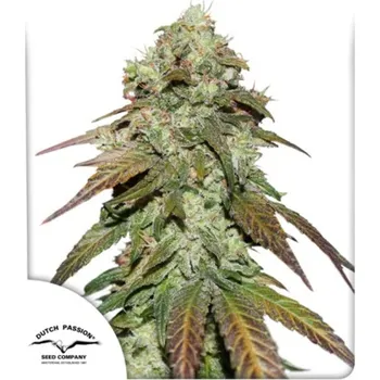 Semeno Dutch Passion - CBD Mazar 10 ks