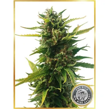 Semeno Mr. Hide Seeds - Without THC CBD 1 ks