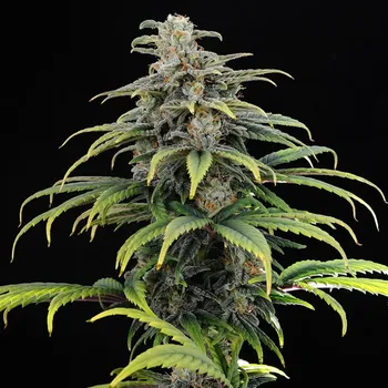 Semeno Kannabia Seeds - CBG Auto 1 ks