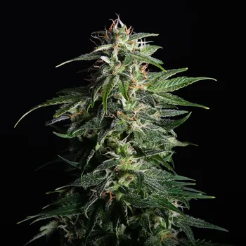 Semeno Kannabia Seeds - Swiss Dream Auto CBD 3 ks