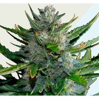 Semeno Kera Seeds - Harlequin CBD 1 ks