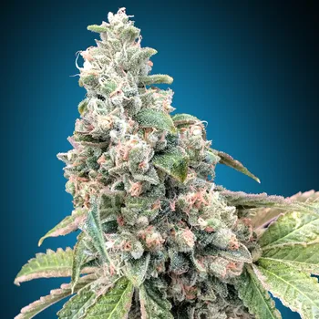 Semeno 00 Seeds Bank - Harlequin CBD 3 ks