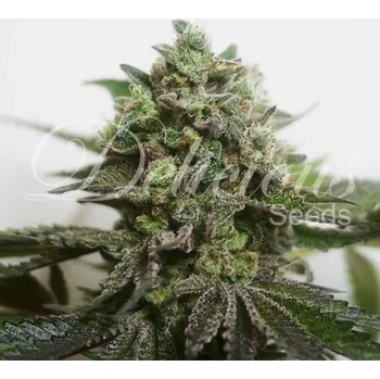 Semeno Delicious Seeds - Delimed CBD Plus 1 ks