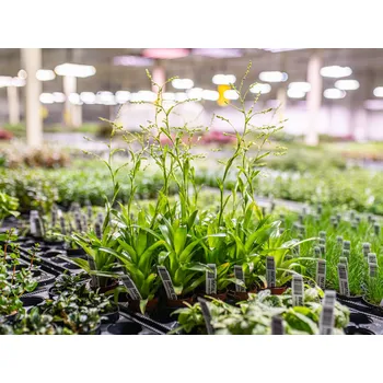Dekorace do akvária Catopsis bromelia (Košíčková Ø 5,5 cm)