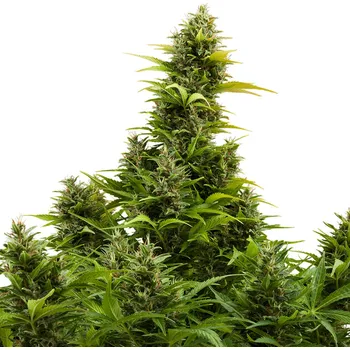 Semeno Buddha Seeds - Medikit Auto CBD 10 ks