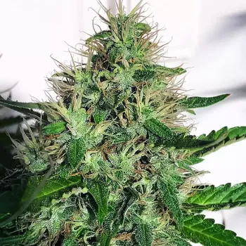 Semeno Ministry of Cannabis - Cannabis Light CBD 5 ks