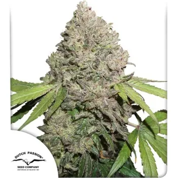 Semeno Dutch Passion - CBD Charlotte´s Angel 10 ks
