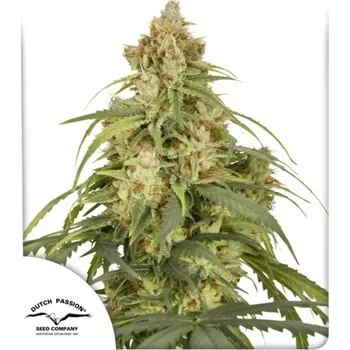 Pěstitelství Dutch Passion - Auto CBD-Victory 3 ks