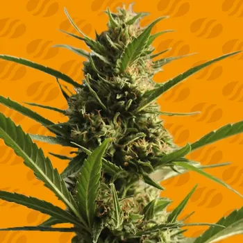 Semeno Original Sensible Seeds - Cannaboom CBD + 1 ks