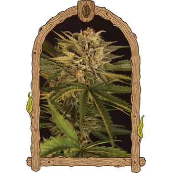 Semeno Exotic Seed - Dr. Greenman Pure CBD 1 ks