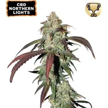 Semeno Seedstockers - CBD Northern Lights 25 ks