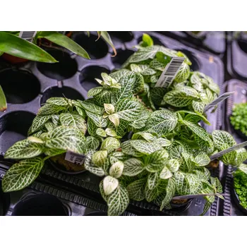Akvaristika Fittonia 'White' (Košíčková Ø 5,5 cm)