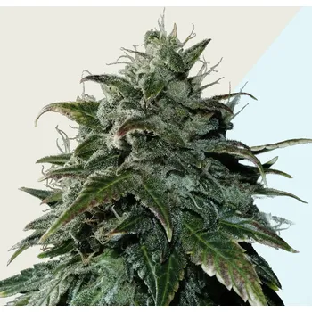 Semeno Kera Seeds - Black Beauty CBD 3 ks