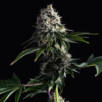 Semeno Kannabia Seeds - Swiss Dream CBD 10 ks