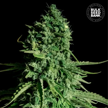 Semeno Bulk Seed Bank - CBD Cheese 10 ks