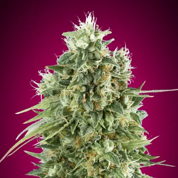 Semeno 00 Seeds Bank - Bubble Gum CBD 5 ks