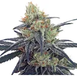 Ace Seeds - CBD #1 5 ks