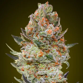 Semeno 00 Seeds Bank - Sweet Critical CBD 5 ks