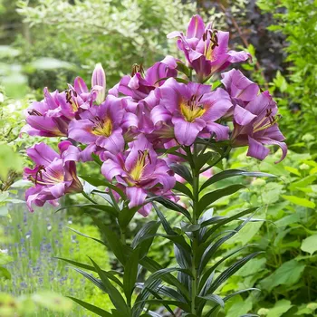 Florex Lilie Purple Lady 3 ks Cibulovina Florex Lilie Purple Lady 3 ks