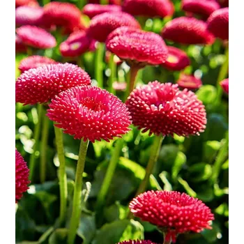 Semeno Sedmikráska chudobka červená Tasso Bellis Perennis 50 ks