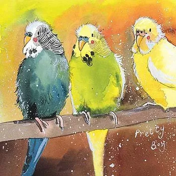 Přání v obálce Budgies,od ALEX CLARK 14*14 cm (Blahopřání ptáčci, ptáček, andulky)