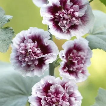 Sazenice Topolovka Creme de Casis Alcea prostokořenné sazenice topolovky 1 ks