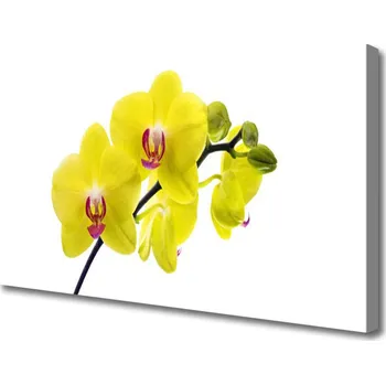 Obraz Obraz na plátně Květiny Rostlina Příroda 120x60 cm