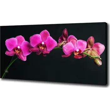 Obraz Foto obraz na plátně Orchidej
