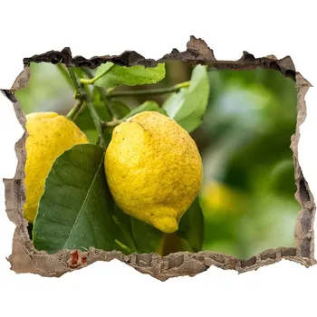 Fototapeta Samolepící nálepka Citrony na stromě