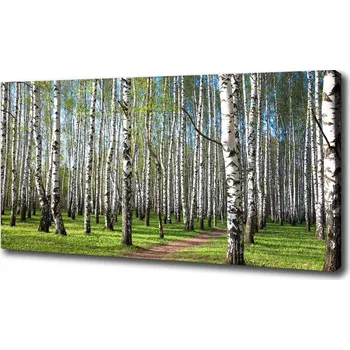 Obraz Foto obraz na plátně Břízový les