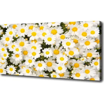 Obraz Foto obraz na plátně Sedmikrásky