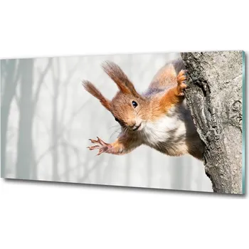 Obraz Foto-obraz na skle horizontální Veverka