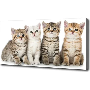Obraz Foto obraz na plátně Malé kočky