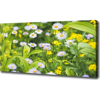 Obraz Foto obraz na plátně do obýváku Sedmikrásky