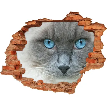 Fototapeta Díra 3D fototapeta na stěnu Koška modré oči