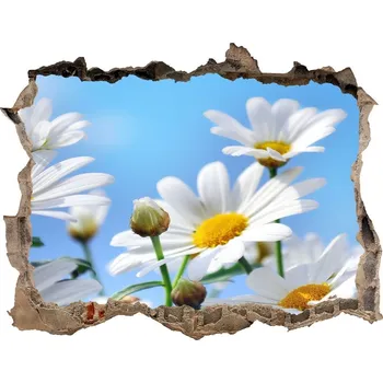 Fototapeta Samolepící nálepka na zeď Sedmikrásky