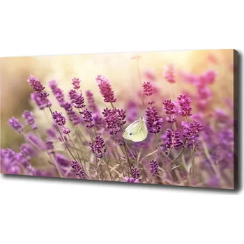 Obraz Foto obraz na plátně Levandule