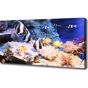 Obraz Foto obraz na plátně Korálový útes