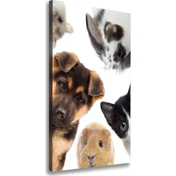 Obraz Vertikální Foto obraz na plátně Domácí zvířata