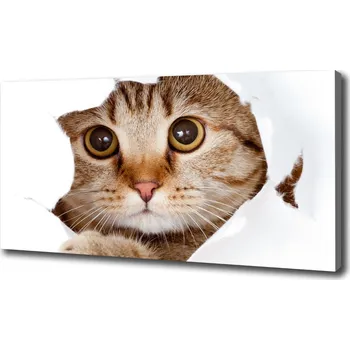 Obraz Foto obraz na plátně Kočka