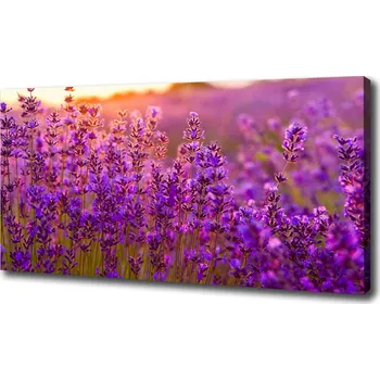 Obraz Foto obraz na plátně Pole levandule
