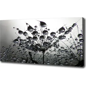 Obraz Foto obraz na plátně Semeno pampelišky