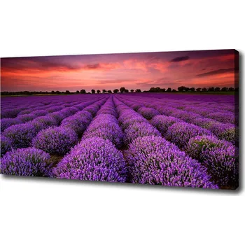 Obraz Foto obraz na plátně Pole levandule