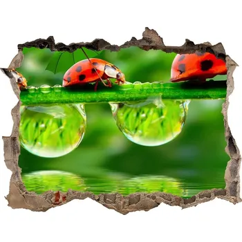 Fototapeta Díra 3D fototapeta na stěnu Berušky deštníky