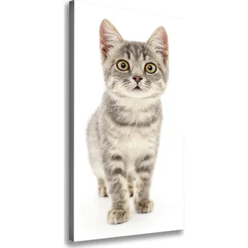 Obraz Vertikální Vertikální Foto obraz na plátně do obýváku Šedá kočka